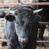 KYUKON WAGYUプロジェクト始動、みんなで仔牛見守る食育トークン